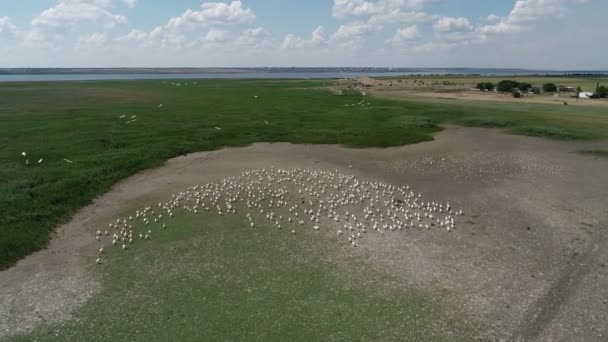 Pelicans Nest Lake Migration Birds Flight South — Stock Video