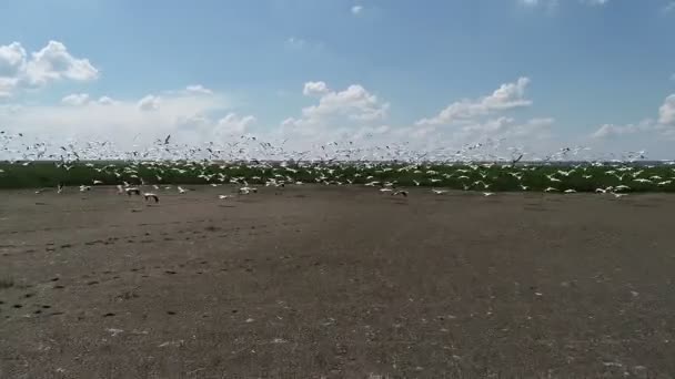 Πελεκάνοι Φωλιάζουν Στη Λίμνη Μετανάστευση Πουλιών Πτήση Προς Νότια — Αρχείο Βίντεο