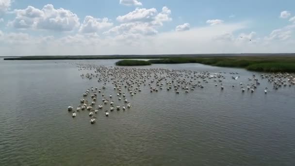 Nido Dei Pelicani Sul Lago Migrazione Degli Uccelli Volo Verso — Video Stock