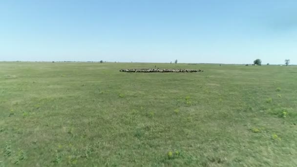 Velké Stádo Ovcí Pastvině — Stock video