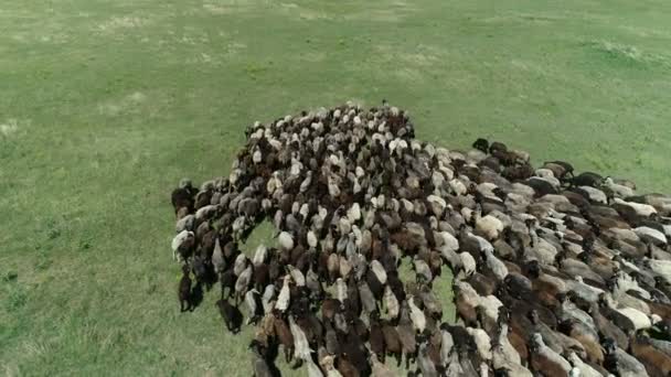 Grand Troupeau Moutons Sur Pâturage — Video