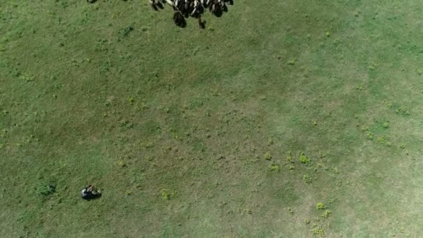 Eine Große Schafherde Auf Einer Weide — Stockvideo