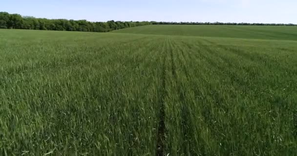 Traktor Gödsla Fältet Förstör Skadedjur Grödan — Stockvideo