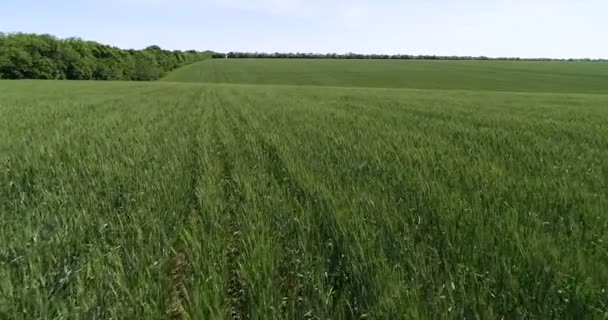 Tractor Bevrijgt Het Veld Vernietigt Ongedierte Het Gewas — Stockvideo