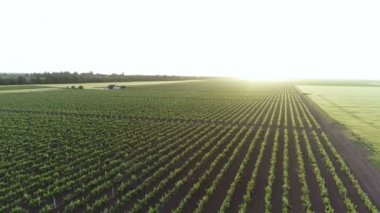 Genç şarap tatma, güney yamaçlarında dinlenme, şarap yapma.