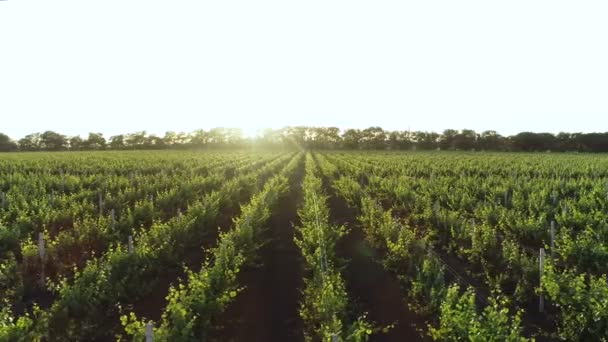 Degustação Vinhos Jovens Descanso Nas Encostas Sul Vinificação — Vídeo de Stock