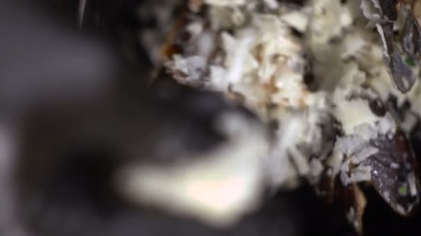 cuisson des moules sur le gril, rôtissage des moules, moules sur les charbons 