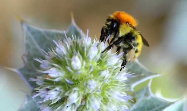 Arı nektar çiçek, makro fotoğraf üzerinde arıyorsunuz
