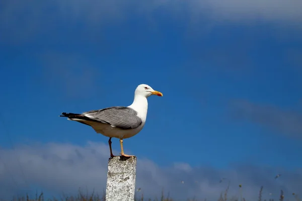 Gaivota Empoleirada Num Dia Céu Azul Claro Berlengas Portugal — Fotografia de Stock