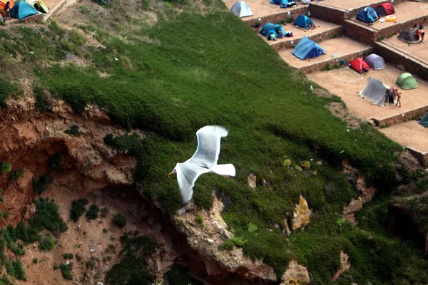 Berlengas, Portekiz, uçan martı