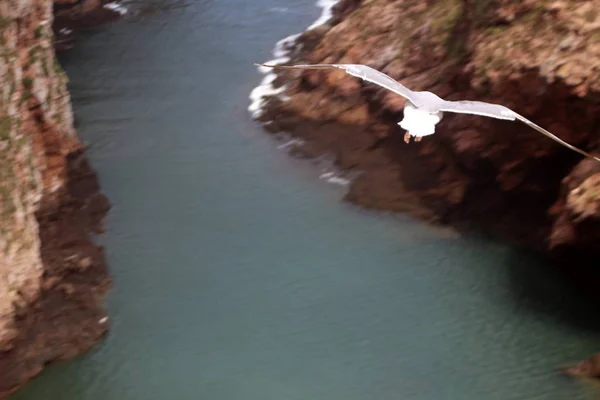 Berlengas, Portekiz, uçan martı