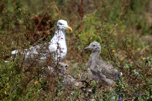Bebek martılar Nest, Berlengas, Portekiz