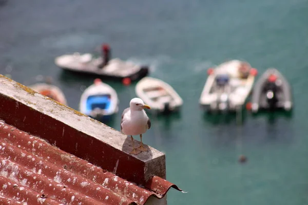 Berlengas, Portekiz, Avrupa su gemilerde isteyen çatı üstüne martı