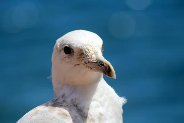 Yürüme, turistler geri, Berlengas, Portekiz
