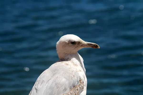 Yürüme, turistler geri, Berlengas, Portekiz