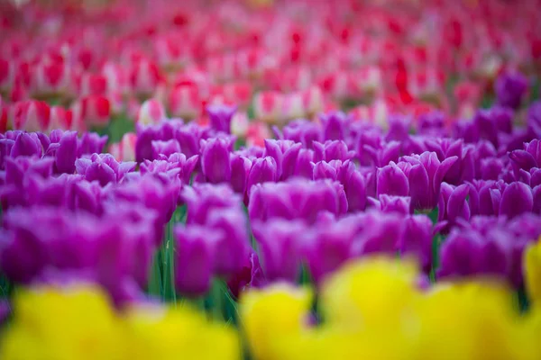 Krásné Pole Tulipánů — Stock fotografie