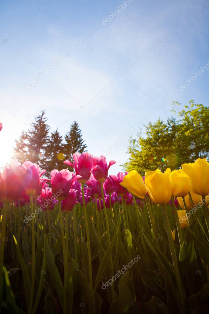 Beautiful pink and yellow Tulips