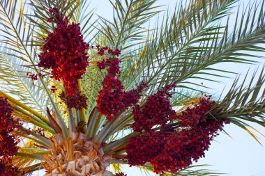 Güneşli bir günde Tarih avuç içi