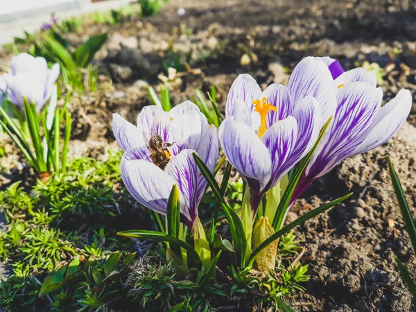 Mor çiğdem stok görüntü