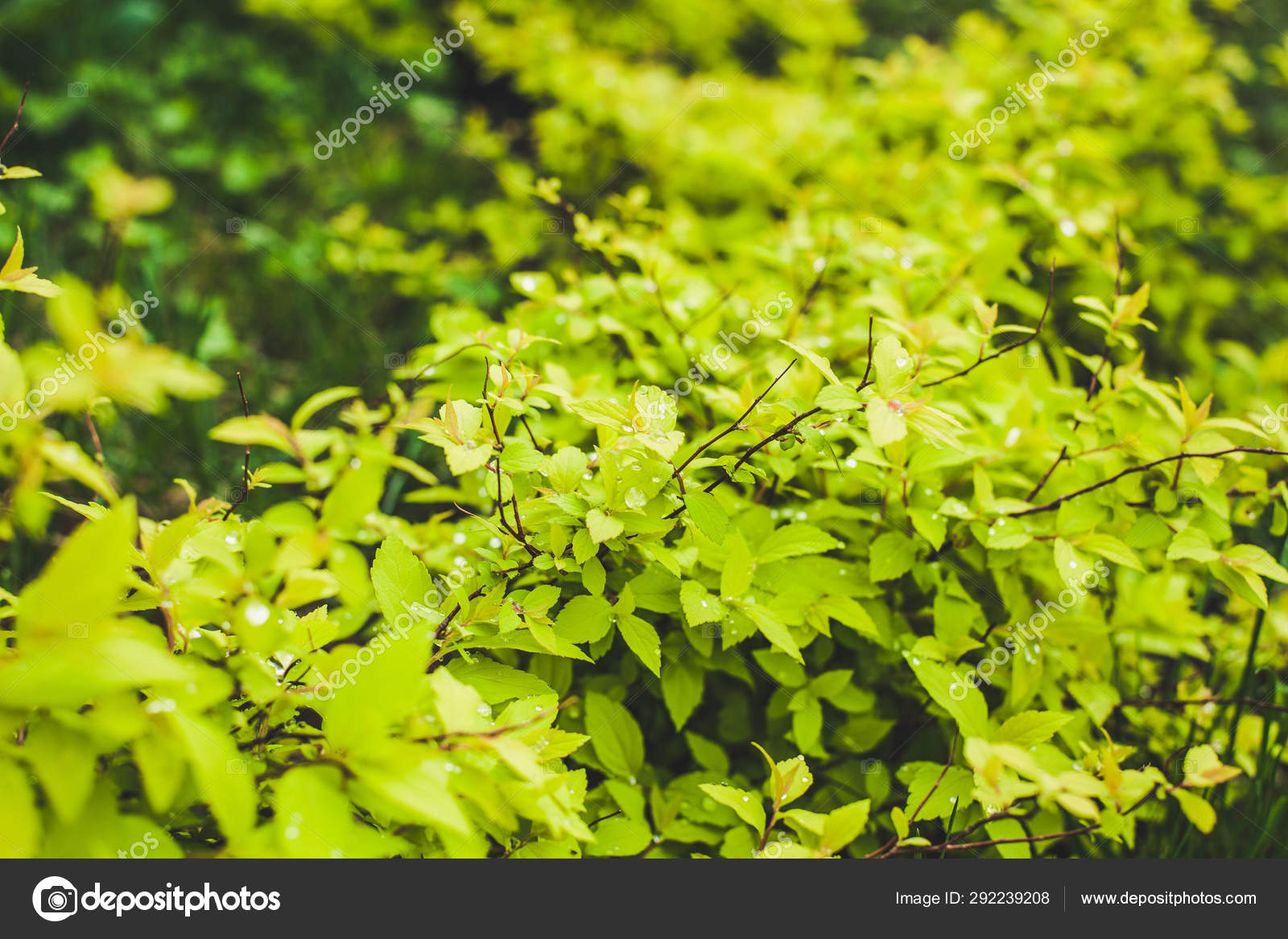 Flowers Rock Gardens Stylized Japanese Garden Kiev Ukraine Stock