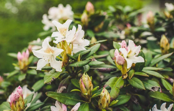 Kiev, Ukrayna'da stilize edilmiş bir Japon bahçesinde kaya bahçelerinde Çiçekler