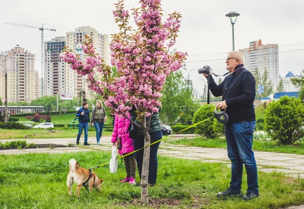 Rosenkirschblütenallee Kyoto Kioto Park Kyiv Ukraine — Stockfoto