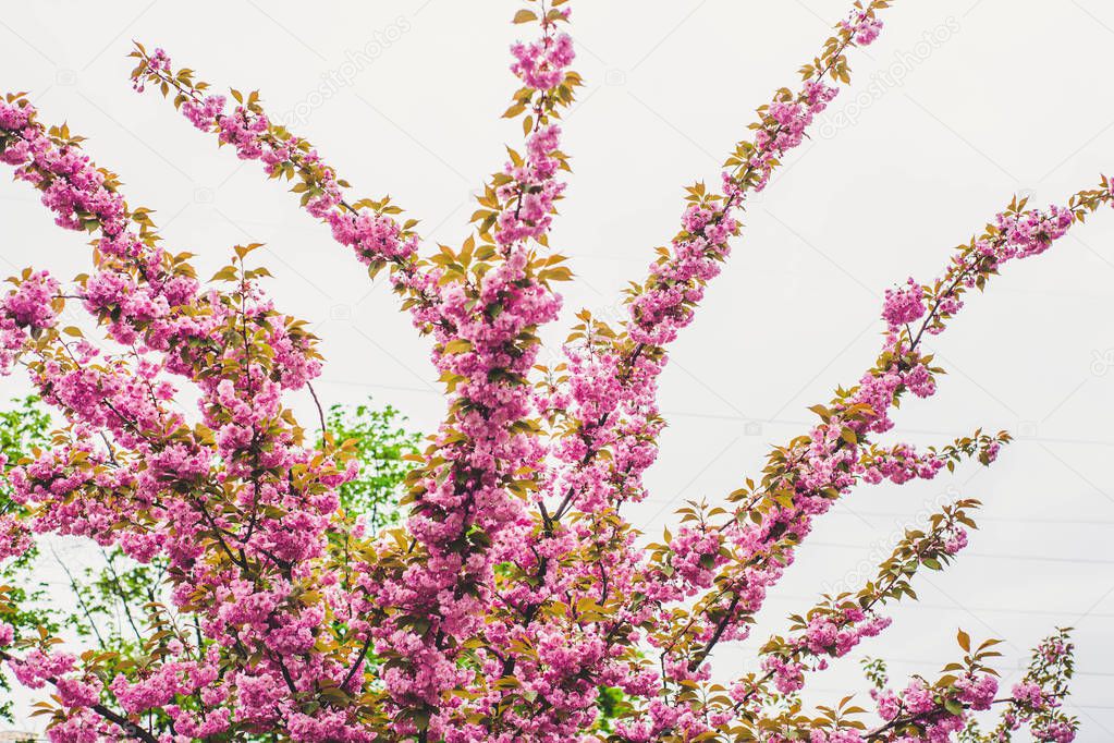 Rose cherry blossom alley at Kyoto (Kioto) park, Kyiv, Ukraine