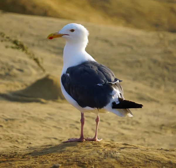 Une mouette sur le sable — Photo