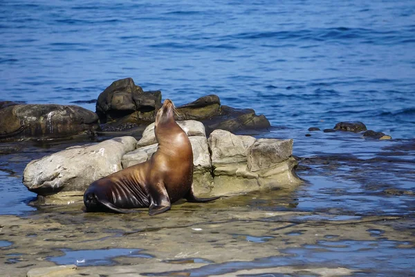 Un león marino sentado en las rocas de la costa — Foto de Stock