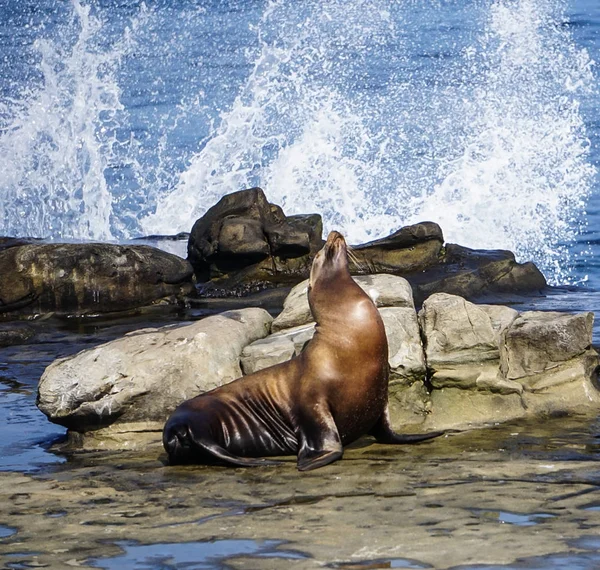 Un león marino en la costa — Foto de Stock