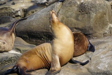 deniz kenarı deniz aslanları