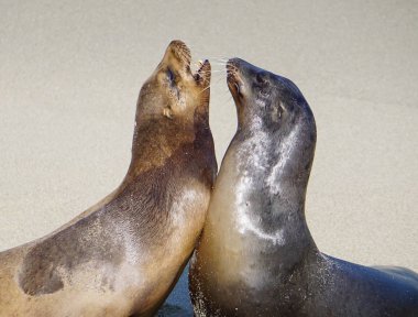 Bir çift deniz aslanları