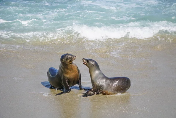 deniz kenarı deniz aslanları