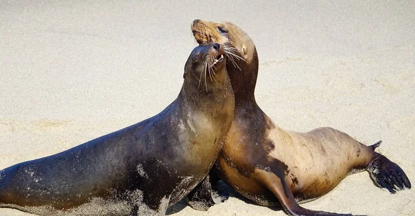 Bir çift deniz aslanları — Stok fotoğraf