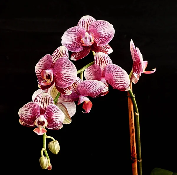 La belleza de una orquídea blanca y púrpura en plena floración . —  Fotos de Stock