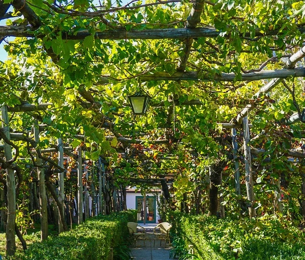 Een wijngaard Grove van Ravello, Compania, Italië — Stockfoto