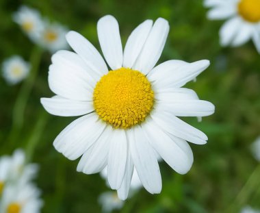 Tam çiçek bir Papatya çiçek yakından görünümü