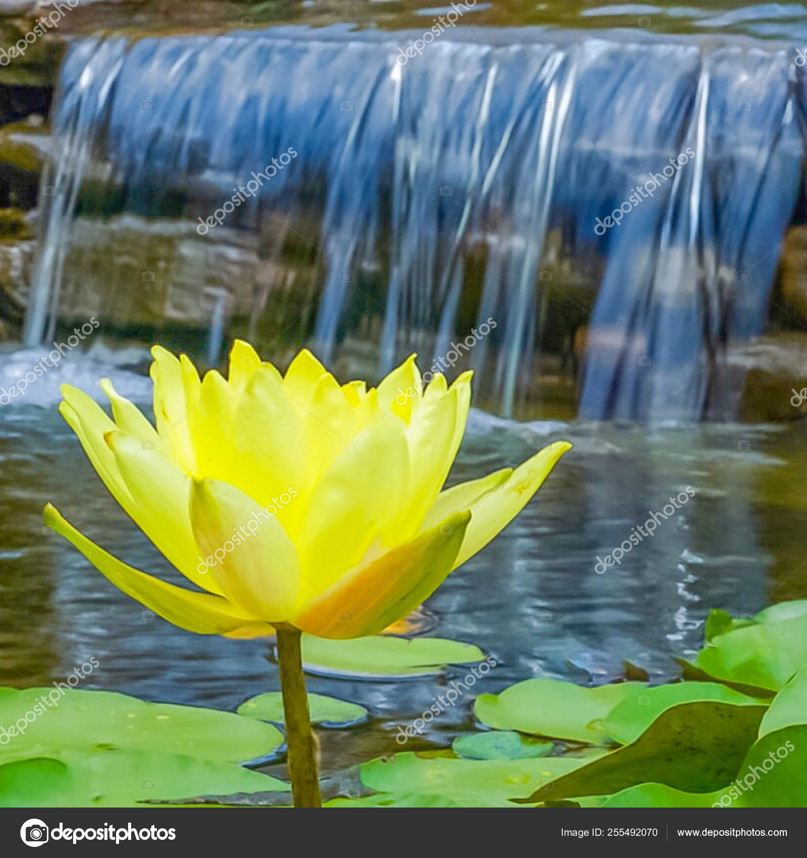 A Yellow Lotus Flower In A Pond With A Waterfall Stock Photo Image By C Jfortner15 A Yellow Lotus Flower In A Pond With A Waterfall Stock Photo Image By C Jfortner15
