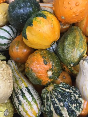 Kabaklar, Kabaklar ve Kabak 