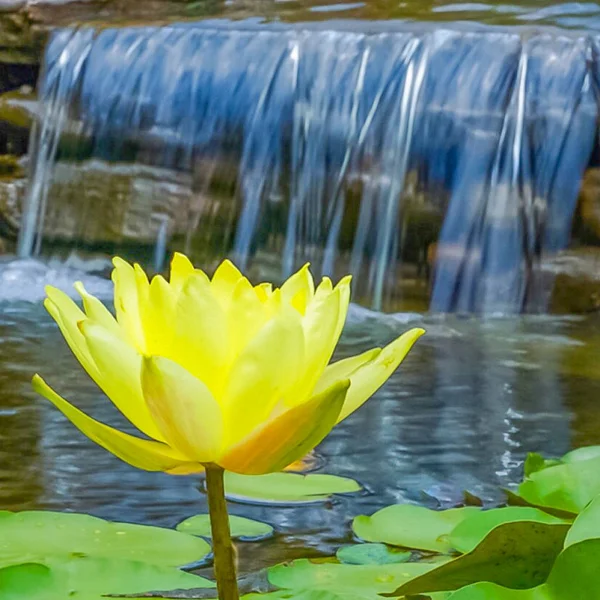 A yellow lotus flower in a pond with a waterfall