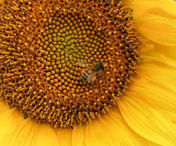 Bright Yellow Sunflower with Honey Bee