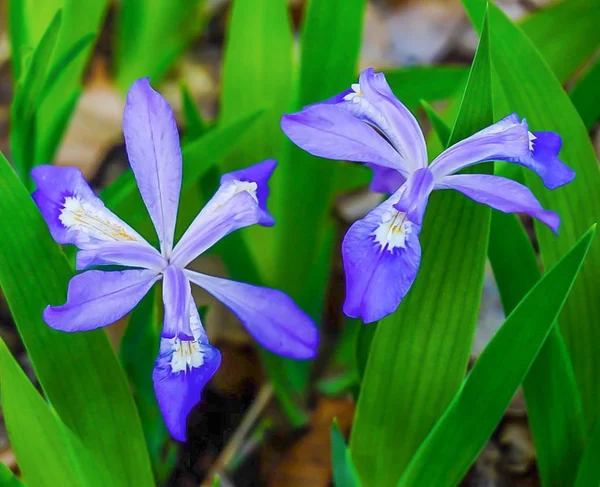 Lila törpe fakó Iris wildflowers Jogdíjmentes Stock Fotók