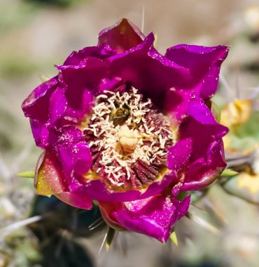Bir Kaktüs Fuşya Pembe Çiçek Blooming