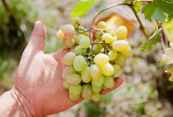 Bunch White Grapes Gardener Hand — Stock Photo, Image