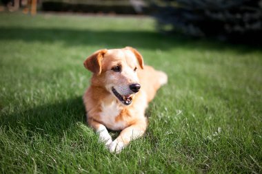 kırmızı köpek çim üzerinde yalan