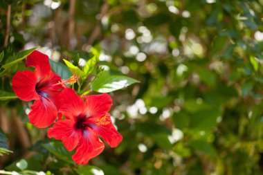 Hibiscus çiçeği. Tropikal bahçede çiçek açan parlak kırmızı egzotik çiçekler