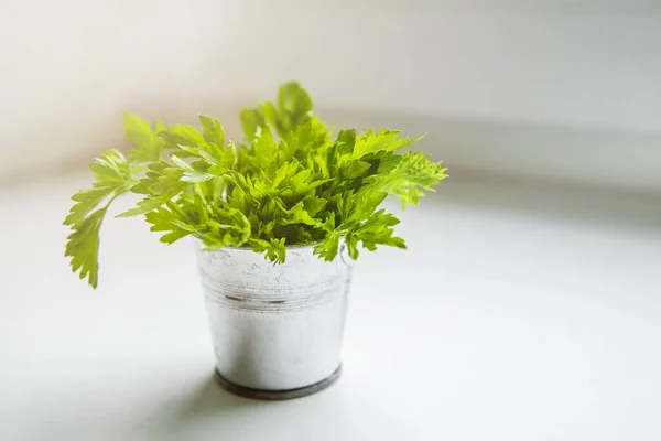 Alimentos Orgânicos Vegetais Frescos Colheita 2020 — Fotografia de Stock