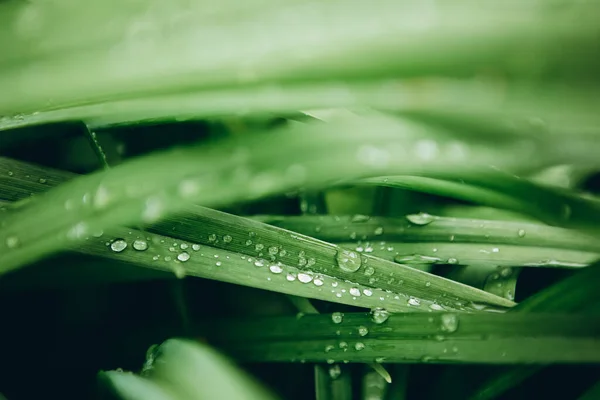 Grass Morning Dew Drops Idea Colors — Stock Photo, Image