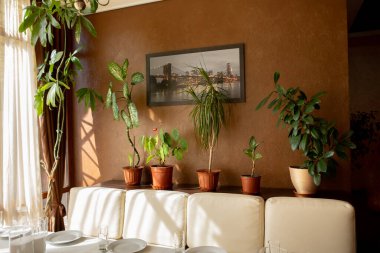 Kapalı alandaki bitkileri kullanan pastel renkler: dracaena, fius. Yeşil bitkilerle bej renkli yumuşak arkaplan.