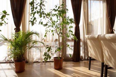 Bir restoranın, kafenin, oturma odasının iç detayları. Yeşil bitkilerle bej bir arka plan. Restoran iç konsepti